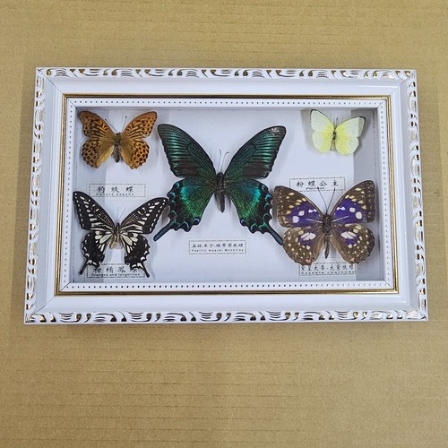 Vetrina farfalle vere x - farfalle, cm