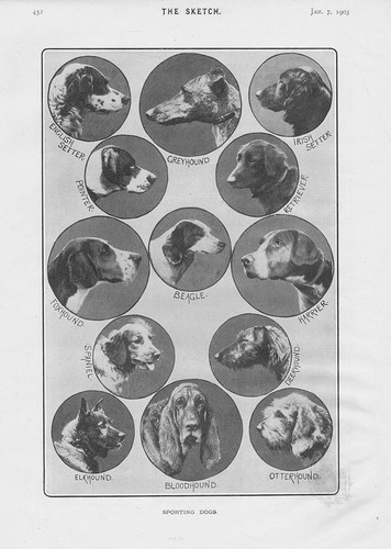 Sporting dogs greyhound - sporting,
