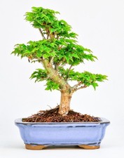 Bonsai di Acero Testa di Leone