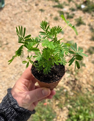 Mimosa pudica pianta - mimosa, -la