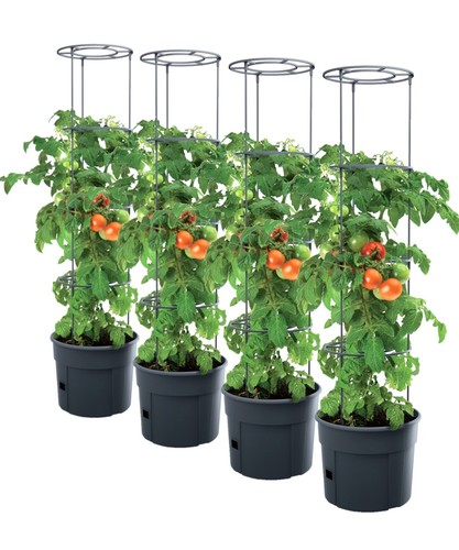 Pianta di pomodoro - 4,