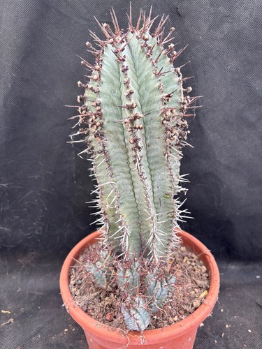 Euphorbia horrida cactus - euphorbia,