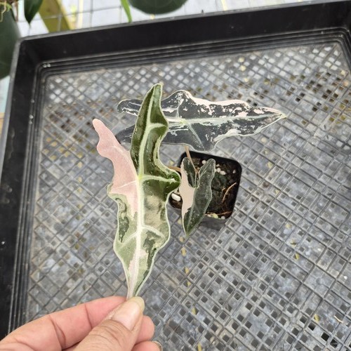 Alocasia nobilis pink