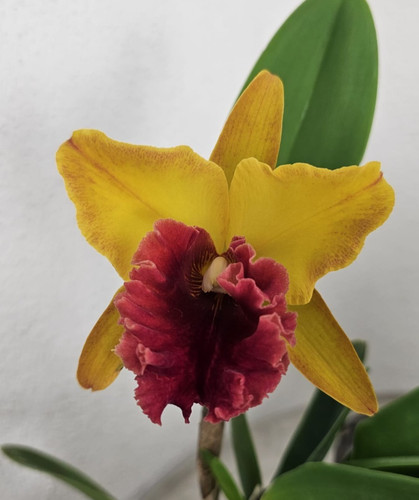 Thailandia profumo orchidea - profumo,