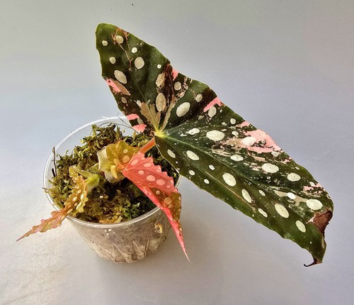 Bellissima begonia maculata - begonia,