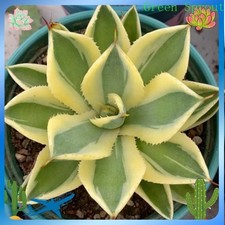 Rarepiante succulente agave - succulente,