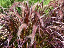 Pennisetum rubrum pianta di