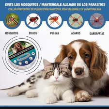 2X Collare - Cane e Gatti - 8