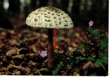MACROLEPIOTA PROCERA 1996 FUNGO PILZ MUSHROOM CHAMPIGNON MYCOLOGICAL ASSOCIATION