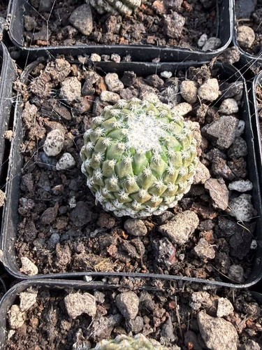 1pz pelecyphora strobiliformis - 1pz,