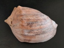 Conchiglia Shell Voluta
