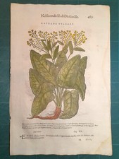 MATTIOLI MATTHIOLI Erbario a