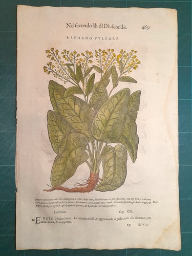 Mattioli matthioli erbario - mattioli, a