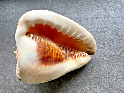 Cassis flammea 105 grande - flammea, mm