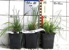 Pinus hartwegii - raro pino