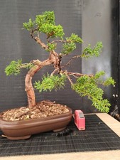 bonsai ginepro itoigawa 38 cm