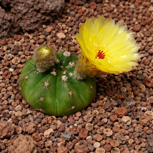 Notocactus oxycostatus seeds - oxycostatus,