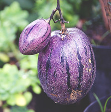 Purple pepino melon seedss 100 - seedss,