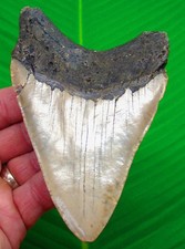 DENTE DI SQUALO MEGALODONTE