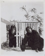 Costume Gorilla Atto Caccia