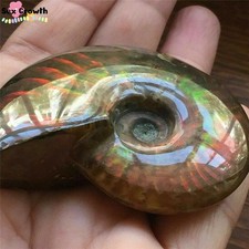 Ammonite iridescente cristallo