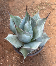 AGAVE PARRASANA - PIANTA DA