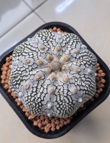 1pz astrophytum asterias - 1pz, cv