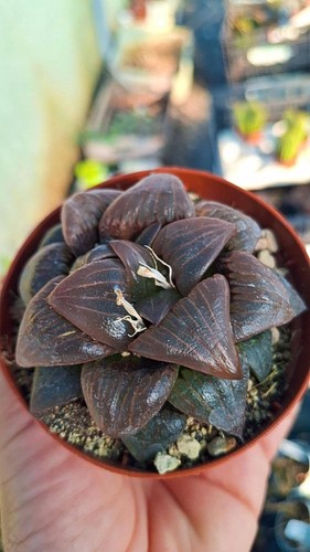 Haworthia atrofusca succulente