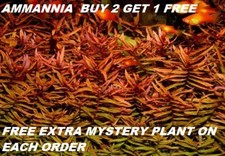 Ammania gracilis Red Bunch