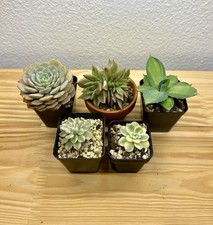 Echeveria clara, agavoides