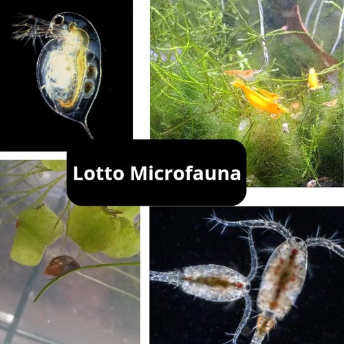 Lotto neocardine - 5, +