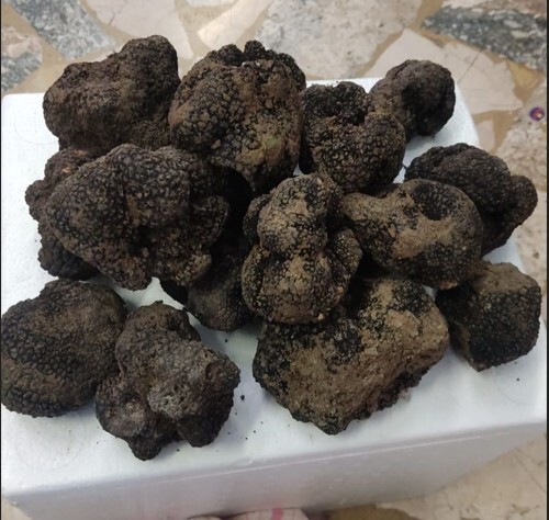 Tartufo fresco tuber - tartufo, "tuber