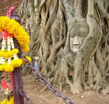 Ficus religiosa, Albero di Buddha, Fico Sacro Religioso - 1000 Sementi