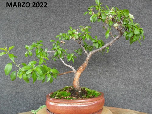Bonsai prunus dulcis almendro - bonsai,
