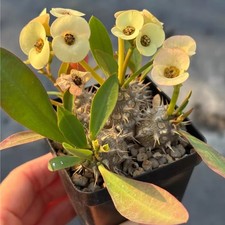 teste multiple Euphorbia