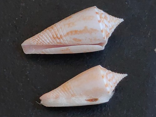Conchiglia conus conasprella - conchiglia,