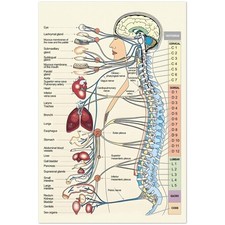 Poster Tabella Medica Anatomia