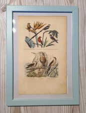 1852 litografia stampa