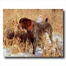 Puntatore a pelo corto cane