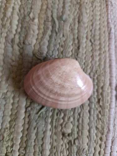 Conchiglia naturale - -, naturale.