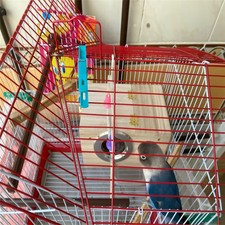 Casetta per uccelli Cockatiel