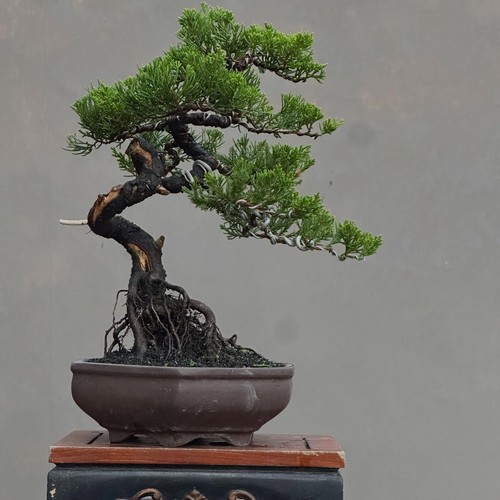 Bonsai albero vivo - bonsai,