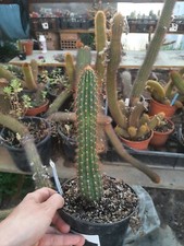 Hildewintera Aurespina X Oxgona big plant rare plant /no echinopsis
