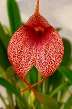 Masdevallia Fire Jaguar 'Spray' NEW pianta vigorosa selezione orchidea orchidea