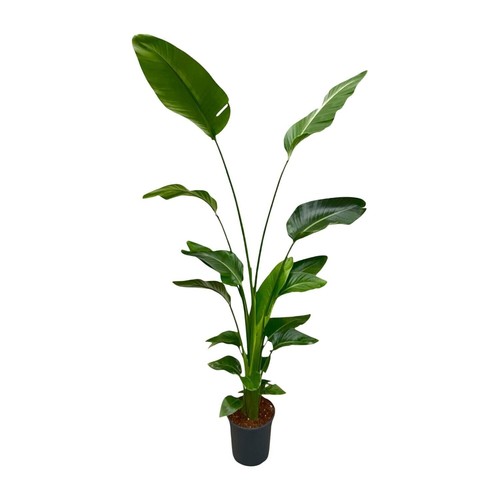 Fiore uccellino del paradiso