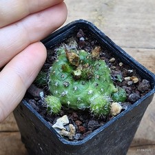 Frailea pygmaea - Cactus