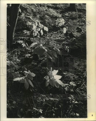 Stampa photo plotter - photo, kill