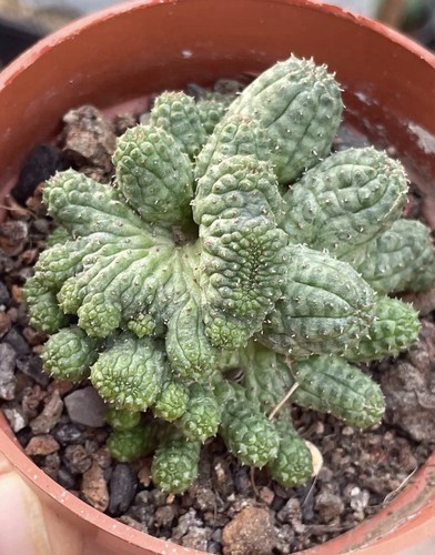 Rara pianta succulenta - , cactus