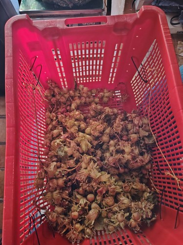 Nocciole fresche con - 2_kg,