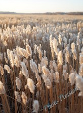 Poster A4 Art Scandinavo Beige